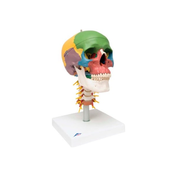 3B Anatomical Model - Didactic Skull, 4-Part, on Cervical Spine
